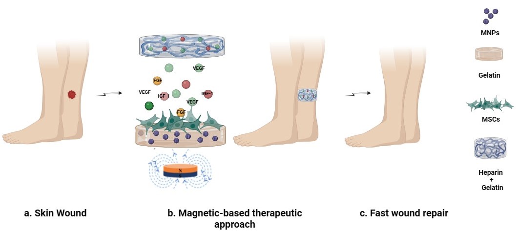 Heparinized Acellular Hydrogels for Magnetically Induced Wound Healing ...